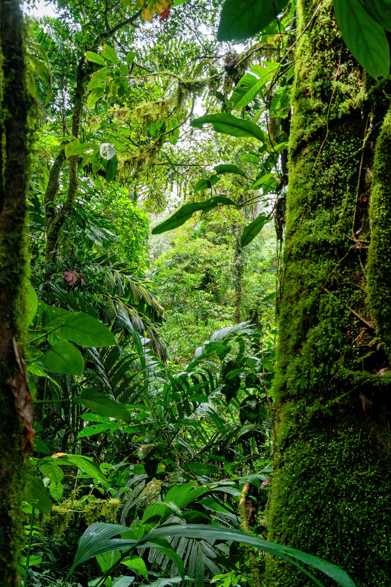 Überreiches Wachstum im Regenwald